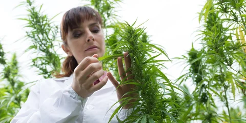 Verma Media’s Chief Brand Officer Thinks Cannabis is the Next ‘Holy Grail’ in Tech