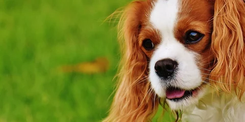 How Pets Help Adults With Dementia in Assisted Living Communities