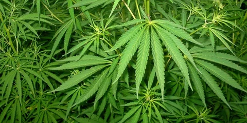 Clever kids more likely to take drugs