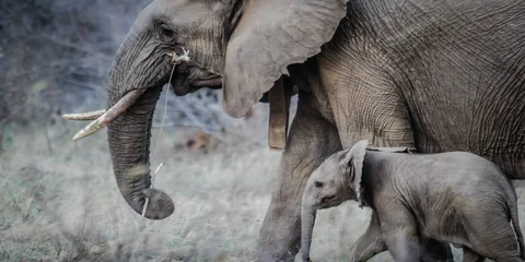 Why do rare animals deserve more attention, and care from human beings?