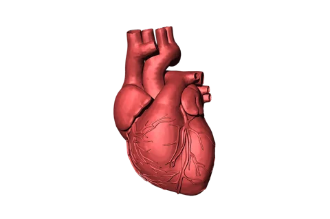 3D model of circulatory system – new way of studying the circulatory system