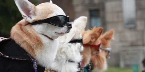 Make Your Dog Fashionable with Dog T-Shirts