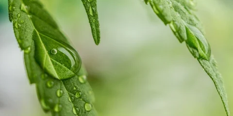 CBD Oil