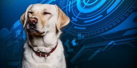 Dog’s Collar
