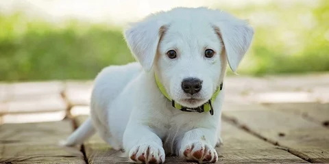 Puppy