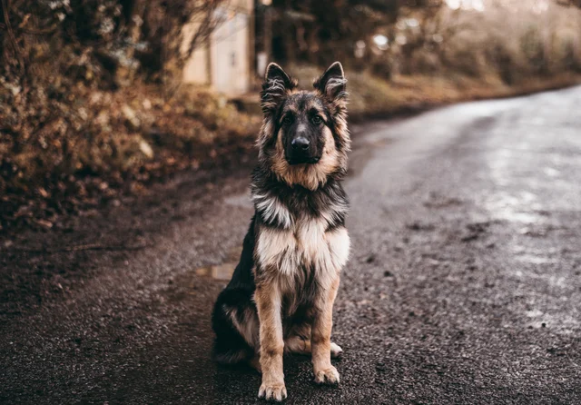 Dog Bite Compensation-How it Works