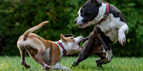 Dog Bite Compensation
