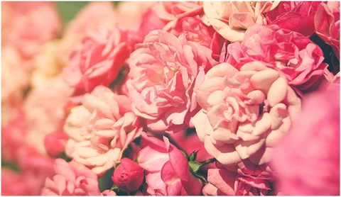 The Pretty Power of Pink Make-up