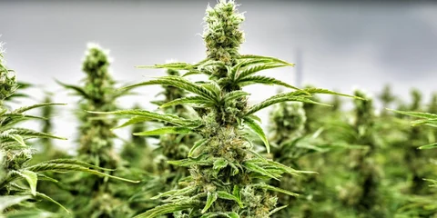 cannabis industry