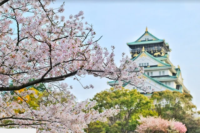 Seeing Sakura: exploring Japan in bloom