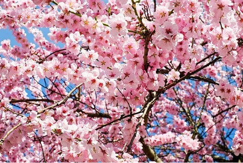 Seeing Sakura: exploring Japan in bloom