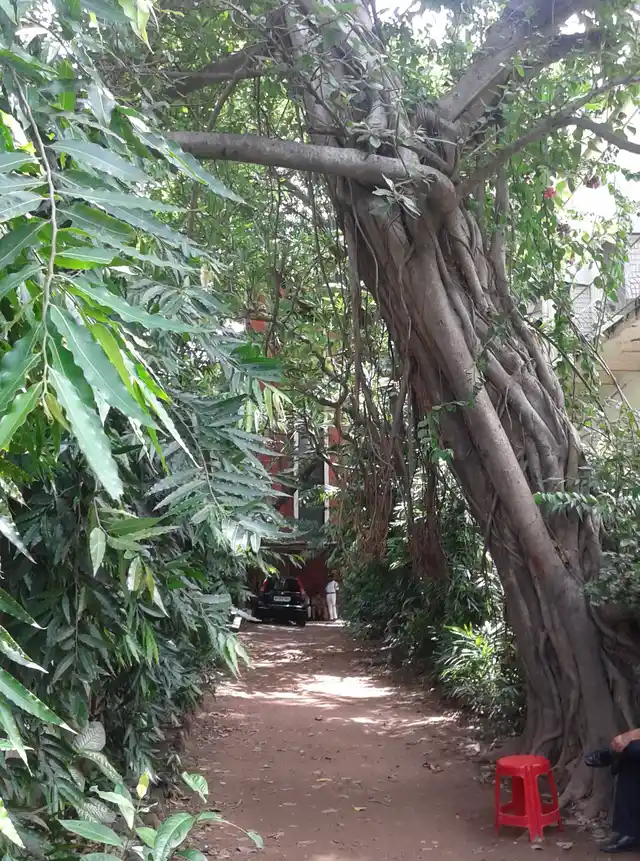 The pathway leading to the house. (Photo: Payal Mohanka)