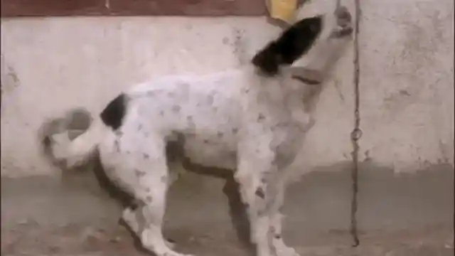 Johnny Lever with just leaves around him in <i>Haqeeqat</i> (1995) (Source: <a href="https://www.youtube.com/watch?v=AF9DxyCXu-0">YouTube/Rajshri</a>)