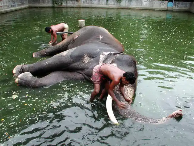 Mahouts cleaning an elephant in Kerala. (Photo: iStock)