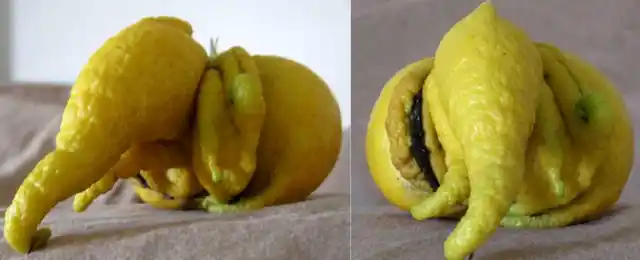 Ganesha in a lemon. (Photo: <a href="http://www.hindu-blog.com/2011/01/lemon-in-ganesh-form-naturally-formed.html">hindu-blog.com</a>)