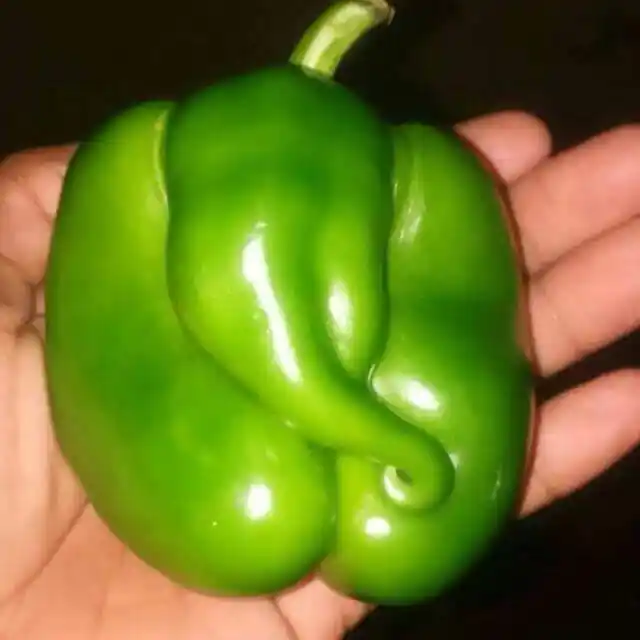 Ganesha on a capsicum or <i>simla mirch.</i> (Photo: Twitter)