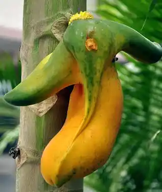 Ganesha in a papaya. (Photo: <a href="http://www.gnaana.com/visuals/september11/Ganesh_Papaya.jpg">gnaana.com</a>)
