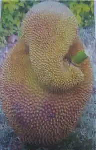Ganesha in a jackfruit (Photo: <a href="https://ruchii.wordpress.com/2006/08/25/happy-ganesha-chathurthi/">ruchii.wordpress.com</a>)