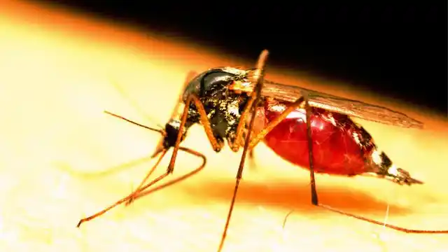 Nine people have died due to<i> </i>dengue in the national capital which is battling the disease’s worst outbreak in the last five years (Photo: iStock)