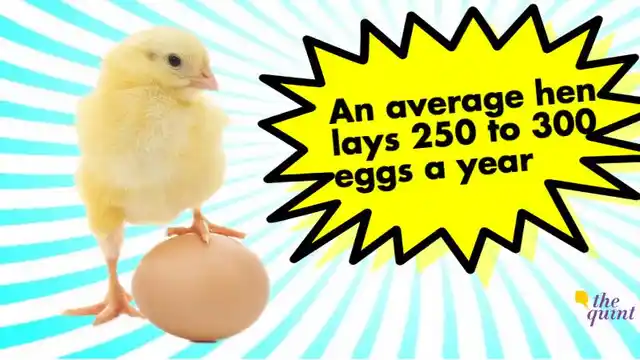 So one hen takes care of one individual’s yearly requirement! (Photo: The Quint)