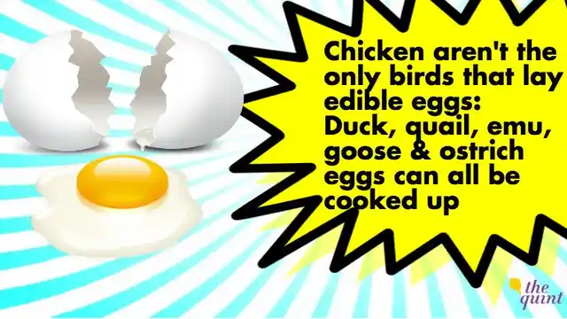 And they taste virtually identical to chicken eggs (Photo: The Quint)