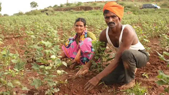 At Hivarshinga village in Beed’s Shirur taluk, Rajendra Abaji Shinde, 41, a double graduate in arts and physical education, could not protect his cotton crop of six acres from the dry spell. (Photo: Vivian Fernandes)