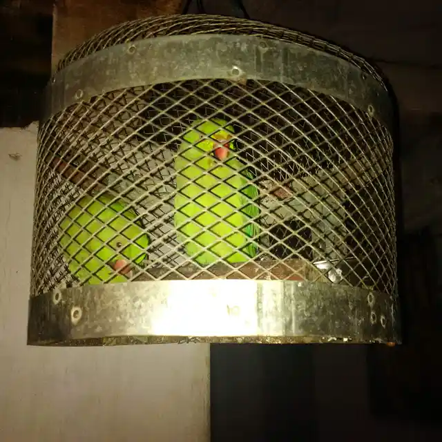 What the caged bird sings: Anjali’s caged parrots serve as a metaphor for the lives of the women who dance to entertain. (Photo: Chandan Nandy)