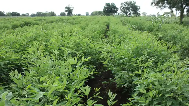 Subsidising the production of <i>tur </i>would not only save water but also enrich the soil with nitrogen. (Photo: Vivian Fernandes)