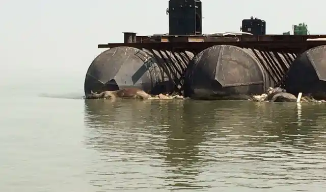 Carcasses floating on the Ganga, near Gaighat. (Photo: <b>The Quint</b>)