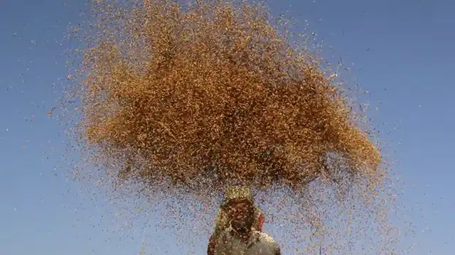A farmer winnows paddy crops in a field on the outskirts of Agartala. (Photo: Reuters)
