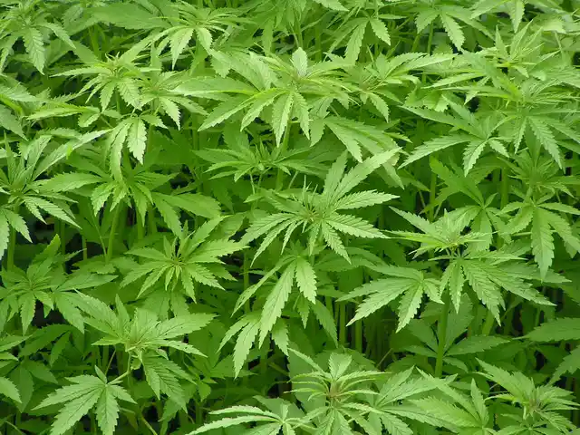 Hemp growing in Himachal Pradesh. (Photo Courtesy: BOHECO)