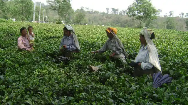 The tea industry is labour intensive and collectively employs around half-a-million people, including ancillary workers in West Bengal. (Photo: Sudipta Chanda)