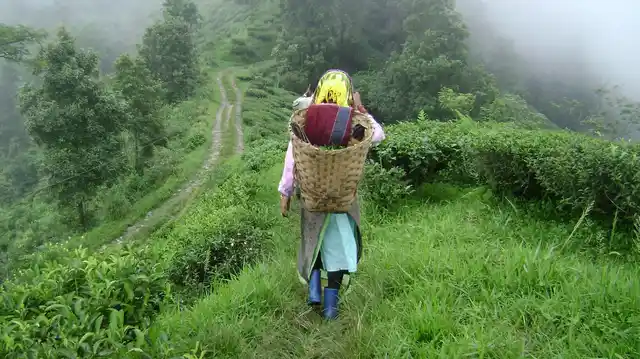 Of late, no week passes when a couple of premature deaths of tea workers is not reported from the ailing plantations in Bengal’s hills. (Photo: Sudipta Chanda)