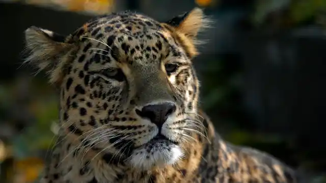 File photo of a leopard.