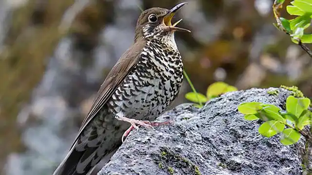 The newfound bird named as Zoothera salimalii. (Photo courtesy: <a href="https://twitter.com/UU_University/status/690468711921258496">Twitter</a>)