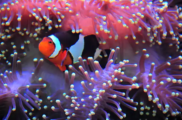 Clown Fish (Photo: MuYeeTing/iStock)
