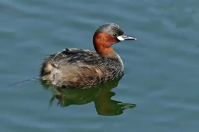 Kashmir was known for its ecological diversity. (Photo: <a href="https://twitter.com/abidsoffi/status/670875883842990084">Twitter/Abid Bashir Soffi</a>)