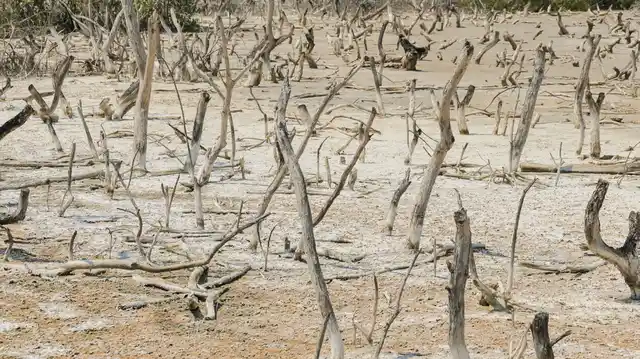Dead mangrove tree. Representative Image. (Photo: iStockphoto)