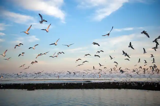 Sunset Seagulls. (Photo: iStockphoto)