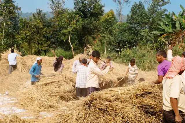 Threshing has an obvious rhythm (Photo: <i>Brief Life of Insects</i>)