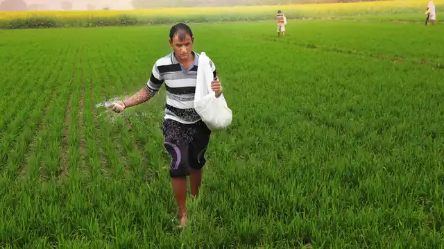 A recent Department of Fertilizers presentation stated that 77% of domestic urea production already consists of neem-coated urea. (Photo: iStock)