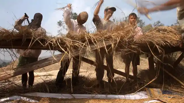 A still from <i>Brief Life of Insects</i>