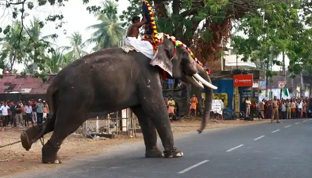Onlookers stand as a decorated temple elephant tries to attack its mahout in Kerala (Photo: Reuters)