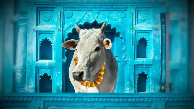You want Moo-re! (Photo: <b>The Quint</b>)