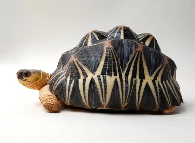 Malagasy Tortoise (Photo: iStock)
