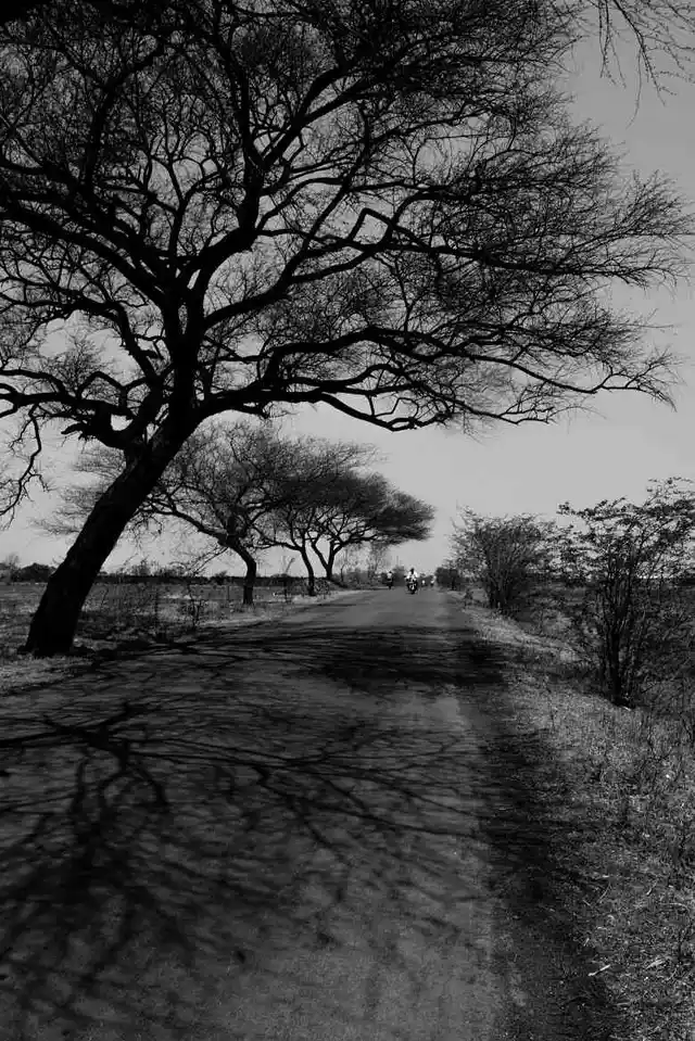 Off the state highway a few kilometers outside Latur town, a parched tree casts a scarce shadow. (Photo: Ameya Marathe, curated by Nikhil Inamdar)