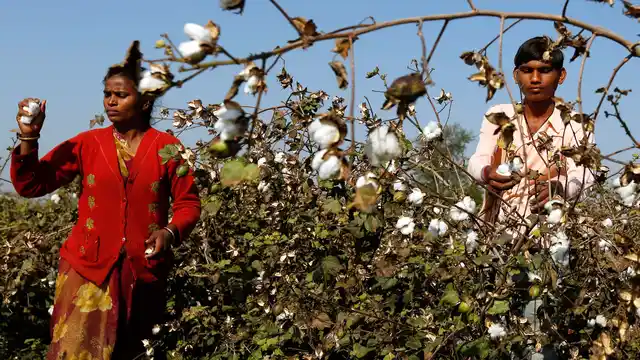 The <i>desi</i> cotton which the farmers produced was a short staple absorbent cotton used in surgical dressings. (File photo: Reuters)
