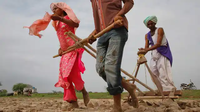 Farmers sowing cotton seeds. (File photo: Reuters)