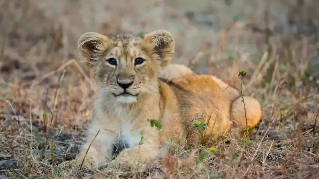 Around 30 percent of dead lions are cubs hardly a week to two years old.
