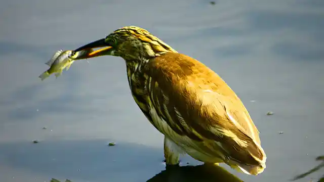 Hundreds of thousands of species rely on wetlands. (Photo Courtesy: Flickr/<a href="https://www.flickr.com/photos/srkkiran/">Kiran SRK</a>)
